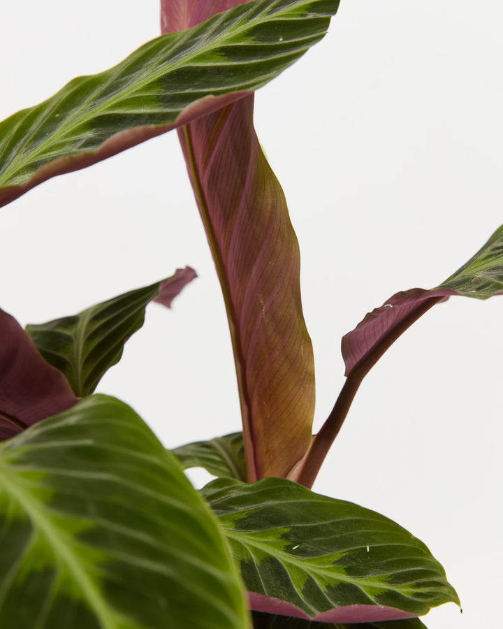 calathea warscewiczii prayer plant Calathea Warscewiczii for Delivery | Prayer Plants