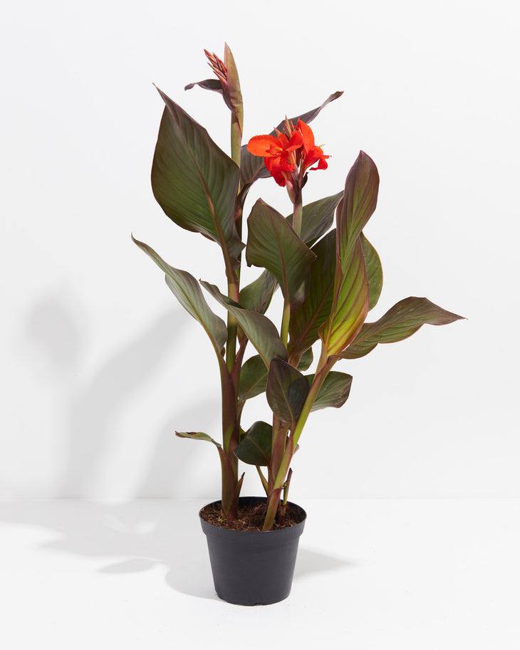 Exquisite Red Cleopatra Premium Canna Lily Bulbs, Lively Root, Bulb, Size, 1 to 2 Eye, Quantity, 3 Bulbs