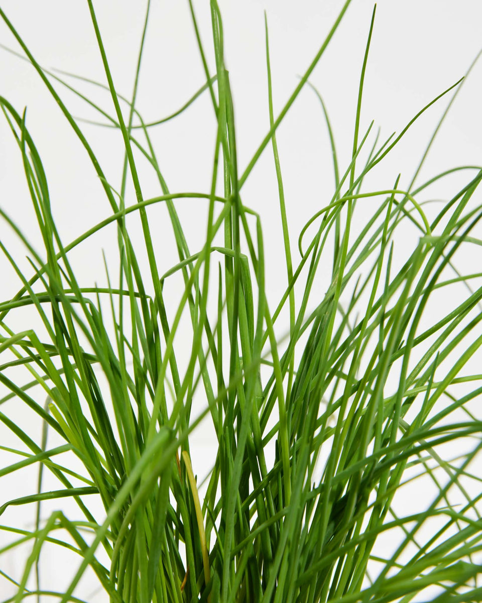 Chives Featured Image