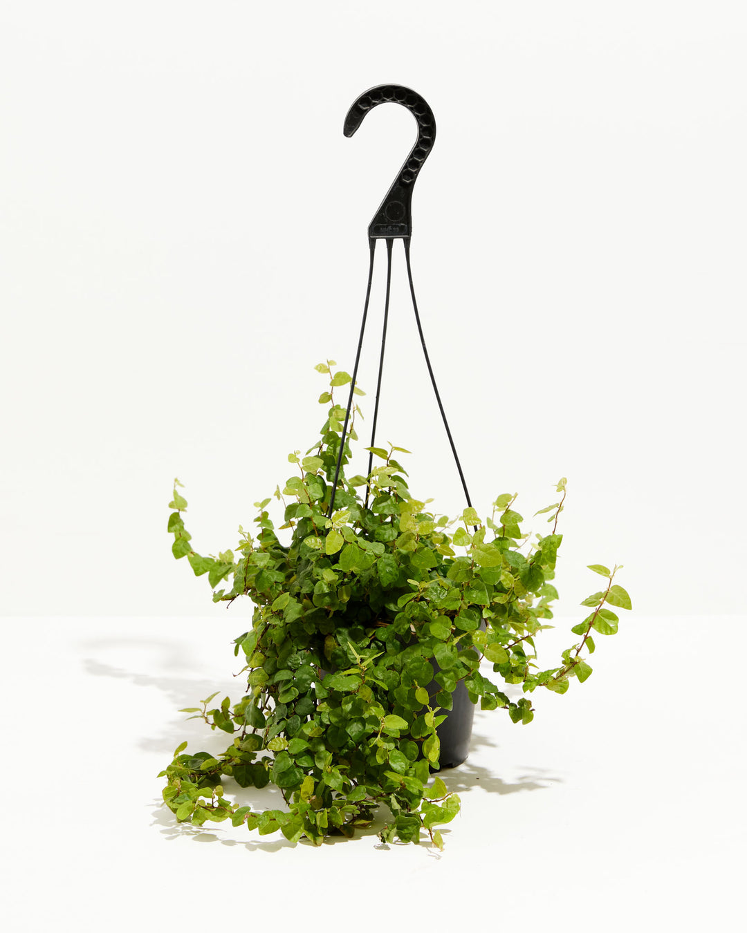 Climbing Fig, Lively Root, Plant, Size, Medium, , 