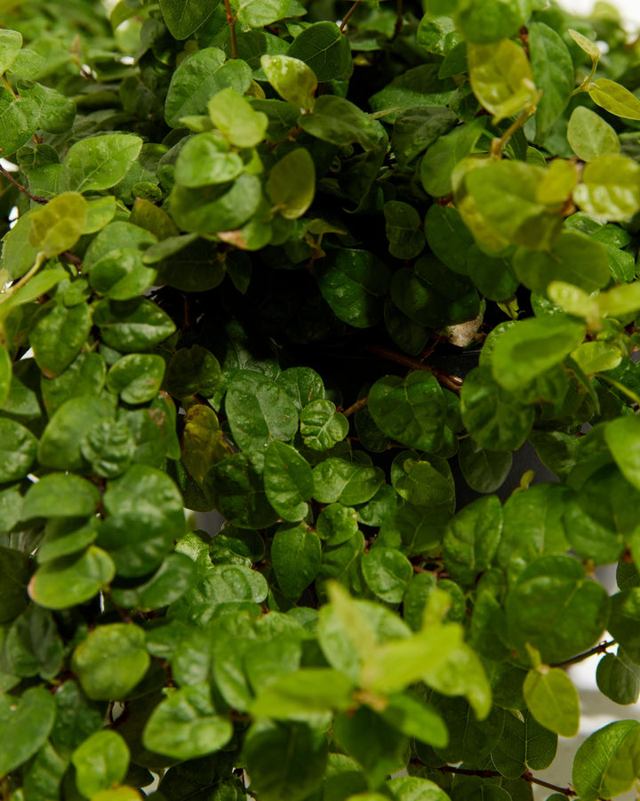 Climbing Fig, Lively Root, Plant, , , , 