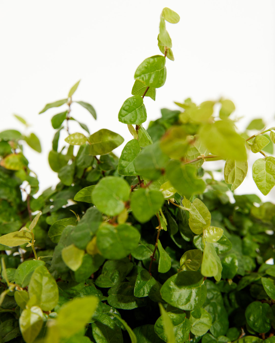 Climbing Fig, Lively Root, Plant, , , , 