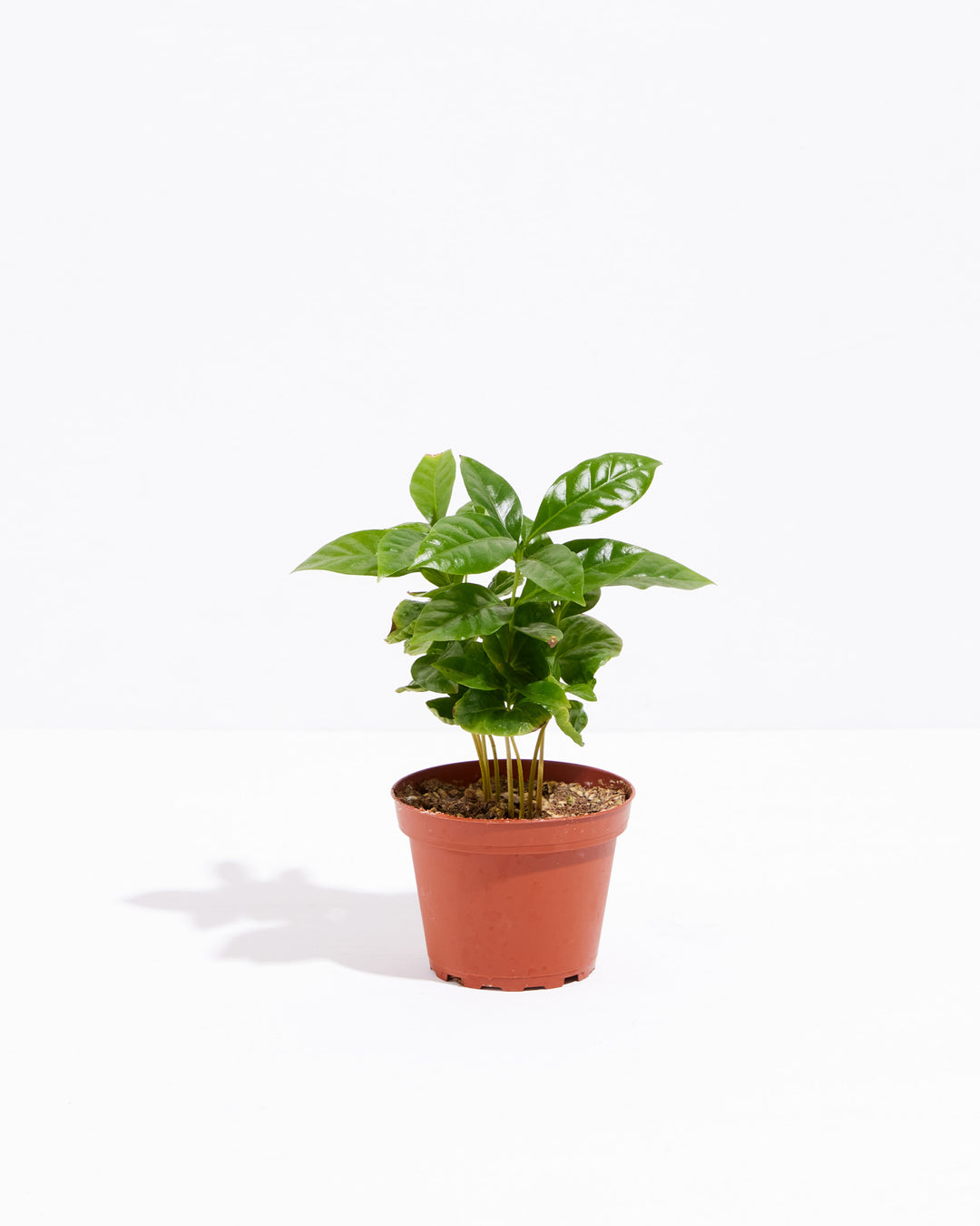 coffea clean air plant Coffee Plant for Sale Including Care Guide & Growing Tips