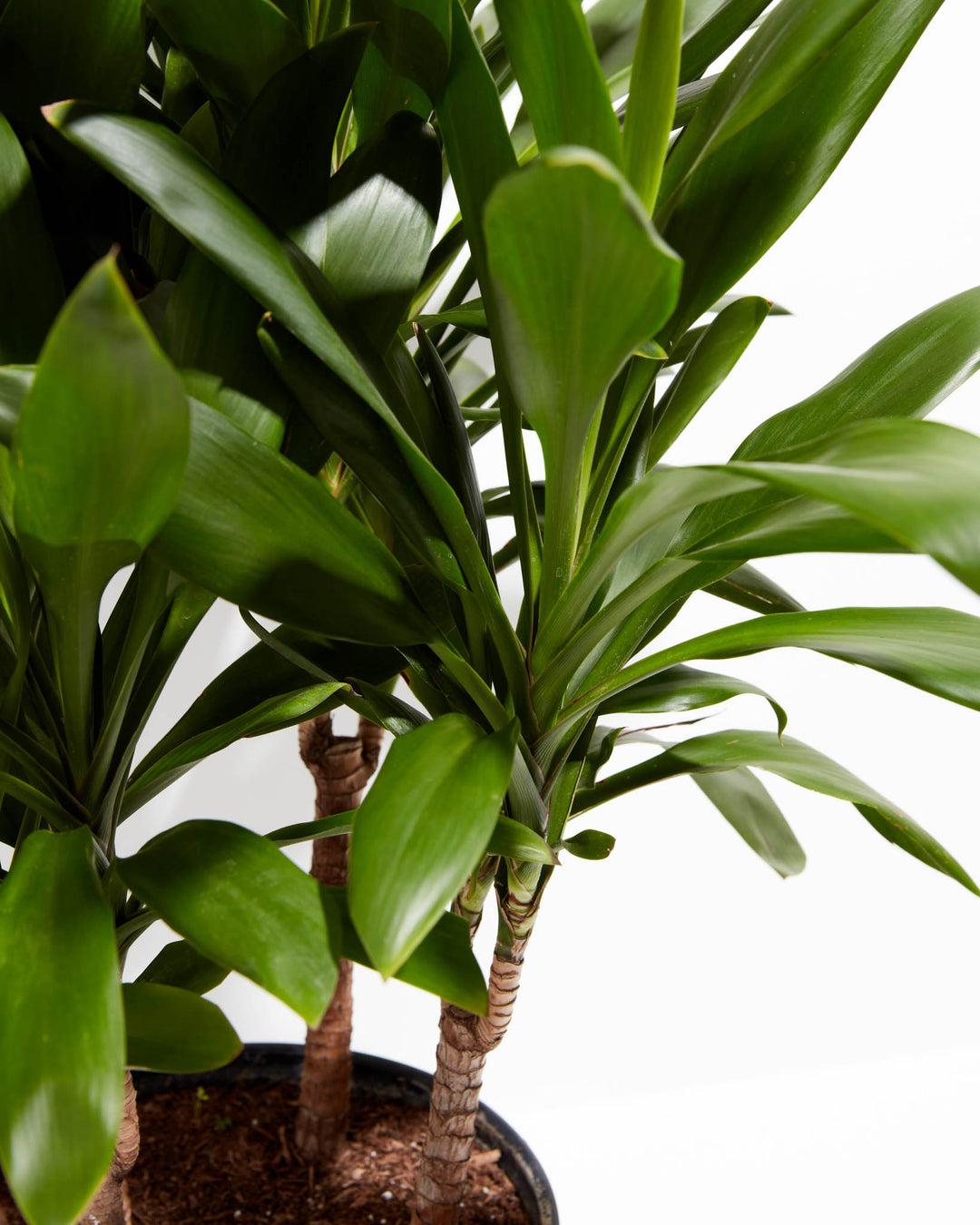 dracaena cordyline glauca Cordyline Fruticosa for Sale: Care Tips & Detailed Overview
