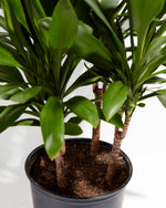 Cordyline fruticosa glauca (Good Luck Plant) Featured Image
