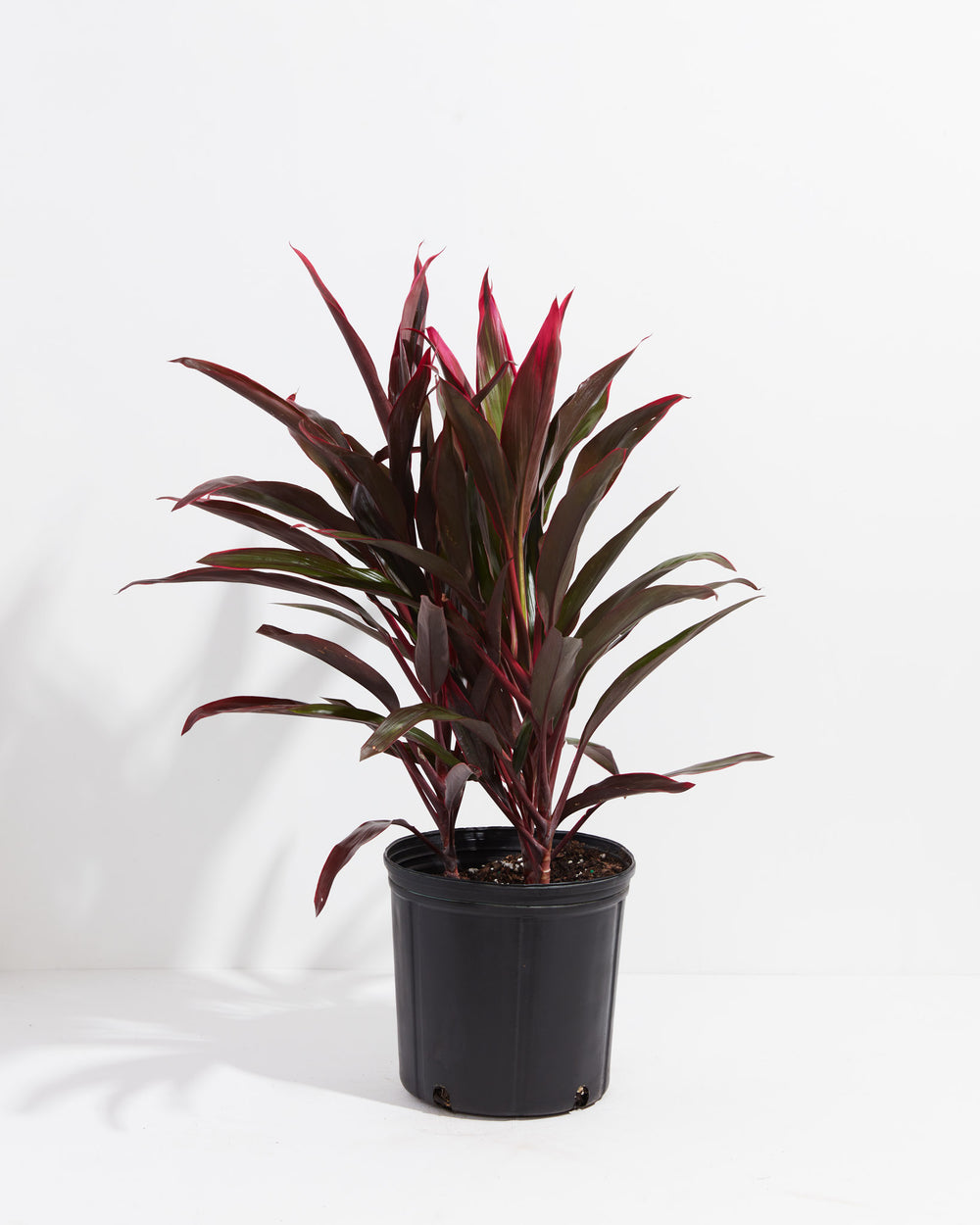 indoor hawaiian plants Hawaiian Ti Plant Extra Large