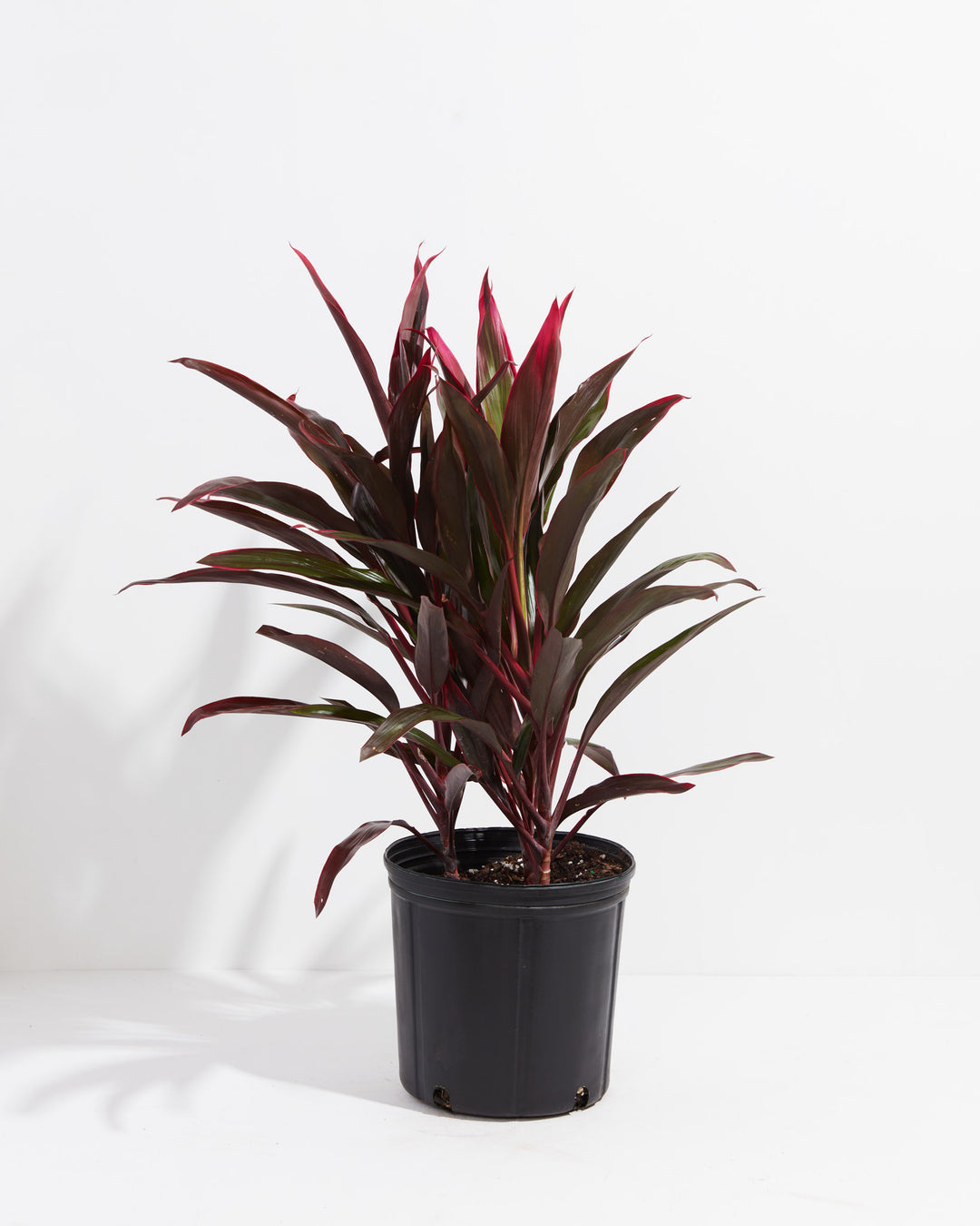 Hawaiian Ti Plant, Lively Root, Plant, Size, Extra Large, , 