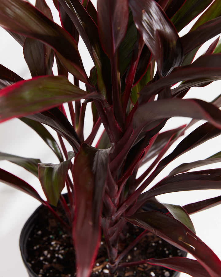 hawaiian ti plant indoor Hawaiian Ti Plant For Sale, Care Guide & Growing Tips