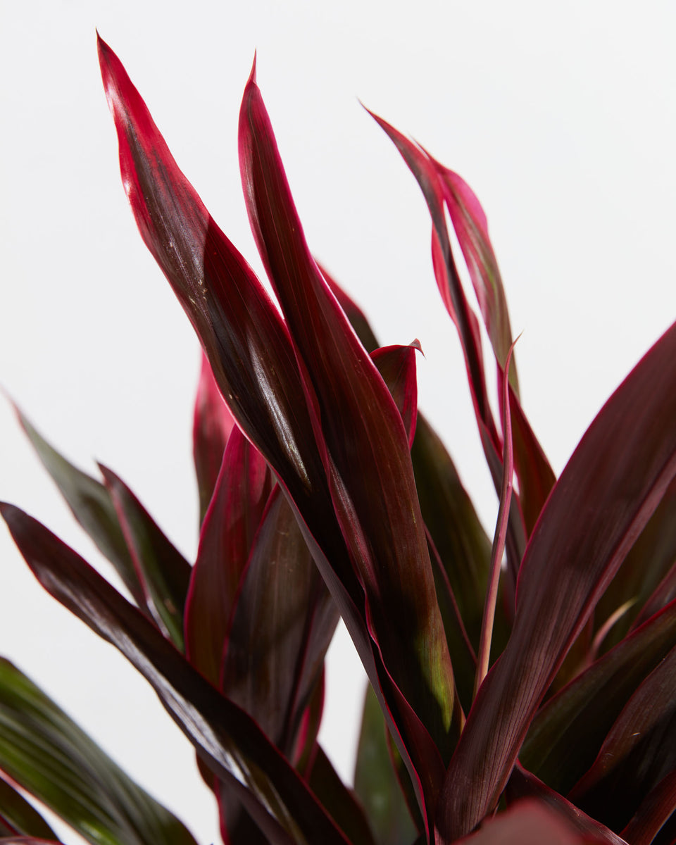 Hawaiian Ti Plant Featured Image
