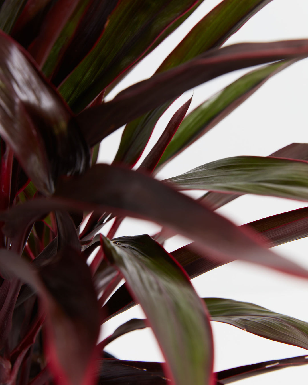 Hawaiian Ti Plant, Lively Root, Plant, , , , 