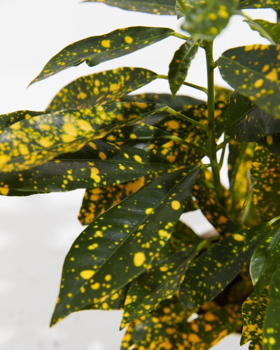 Gold Dust Croton Plant Featured Image