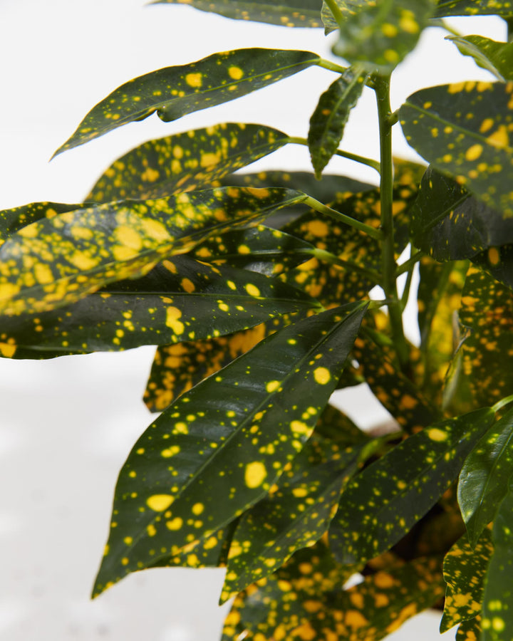 indoor plant with yellow spots Buy Gold Dust Croton: A Dazzling Addition to Your Collection