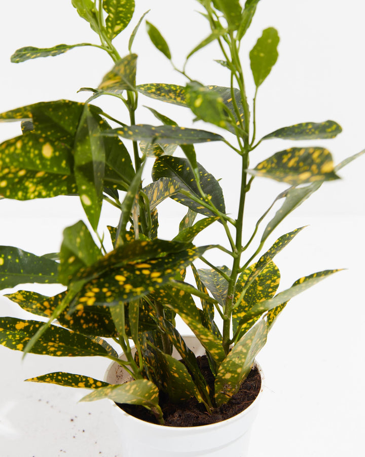 gold dust plant care indoor Buy Gold Dust Croton: A Dazzling Addition to Your Collection
