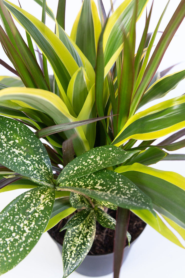 Black Leaf Dragon Tree Collection (Dracaena), Lively Root, Plant,Detail , , , 