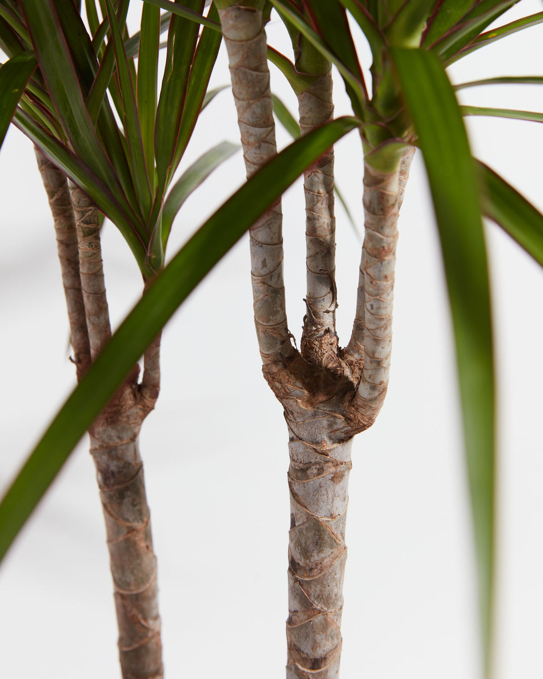 dracaena marginata feng shui Dracaena Marginata For Sale (Dragon Tree) With Care Guide