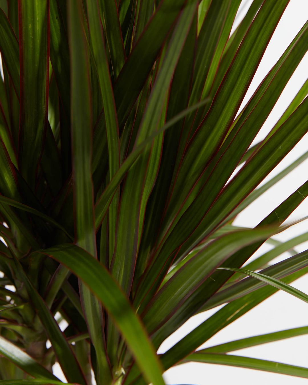 dracaena marginata lifespan Dracaena Marginata For Sale (Dragon Tree) With Care Guide