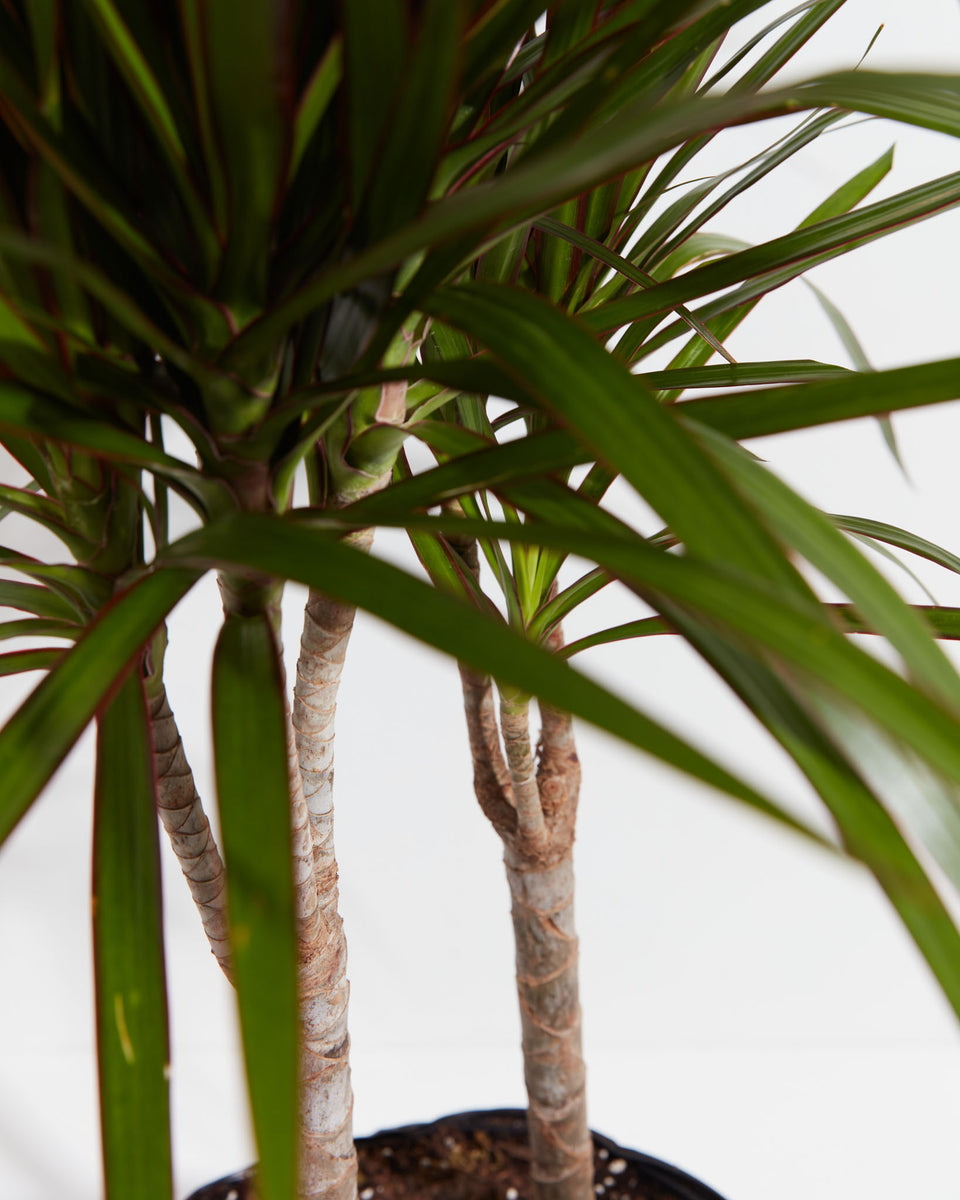 Dragon Tree Plant (Dracaena Marginata Cane) Featured Image
