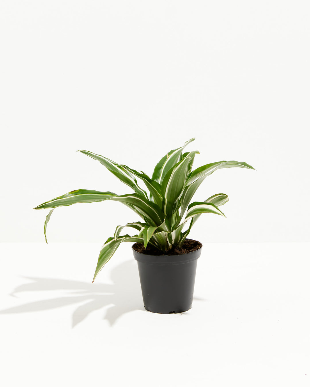 dracaena white leaves Striped Dracaena For Sale, Including Care Guide Small / Eco Pot / Macadamia