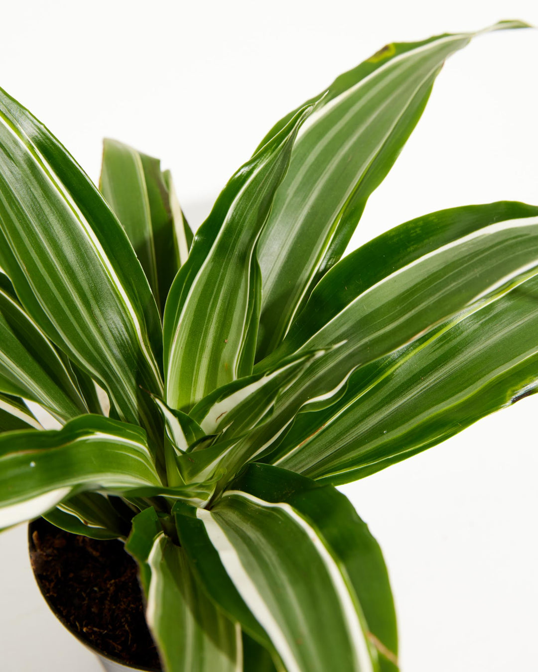 dracaena warneckii white stripe Striped Dracaena For Sale, Including Care Guide