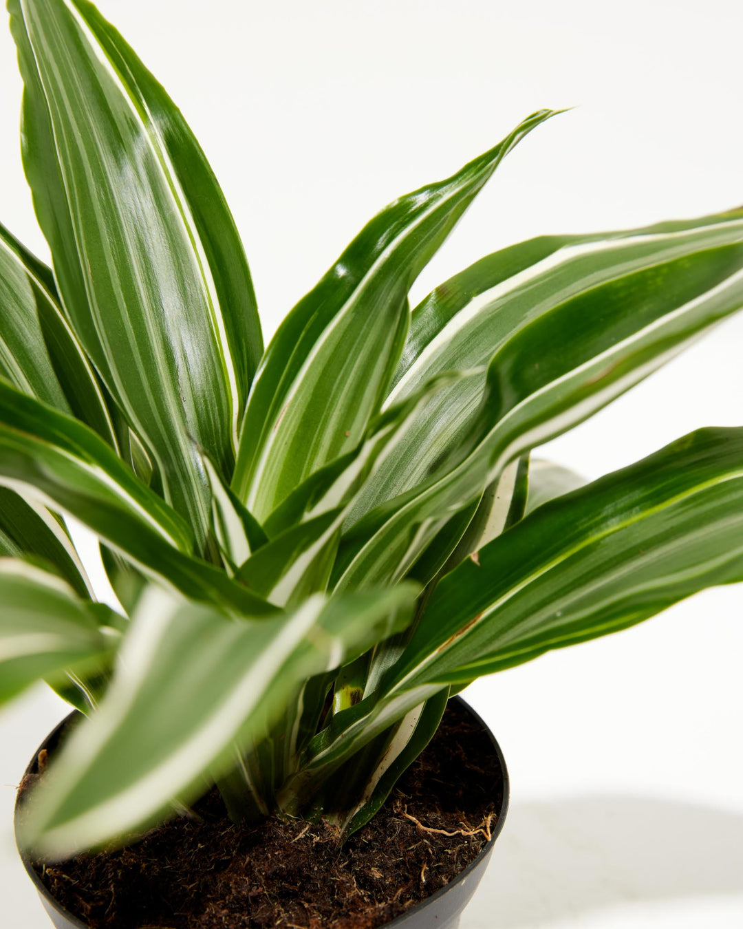 dracaena warneckii brown leaves Striped Dracaena For Sale, Including Care Guide