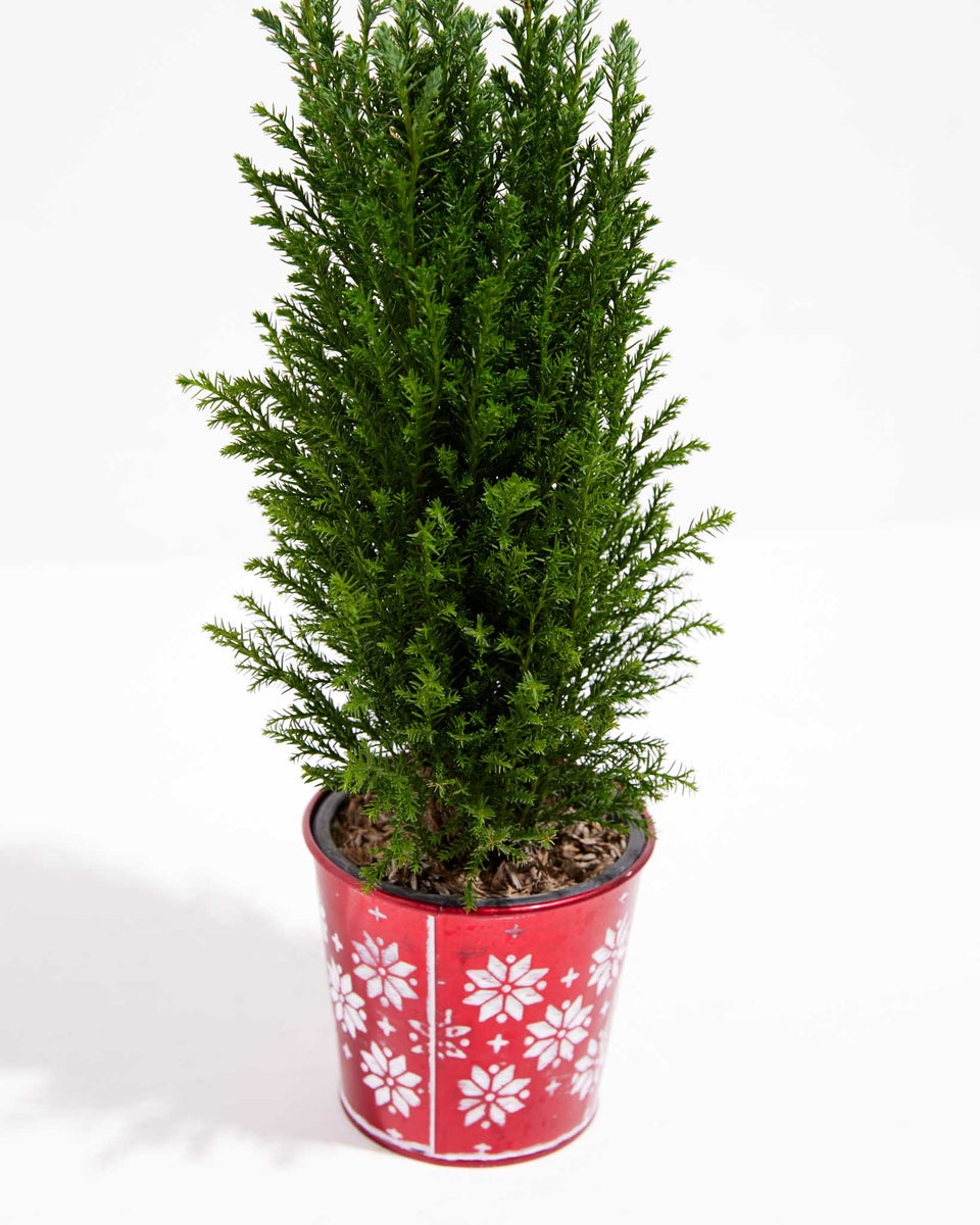 European Cypress Christmas Tree Featured Image