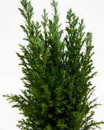European Cypress Christmas Tree Featured Image