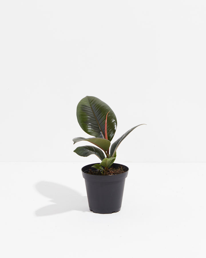 Burgundy Rubber Tree, Lively Root, Plant, , , , 