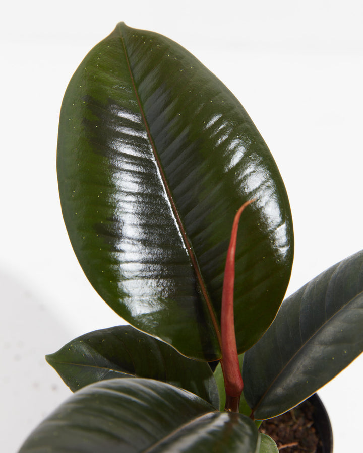 rubber tree elastica Ficus Elastica (Burgundy Rubber Tree), Including Care Guide