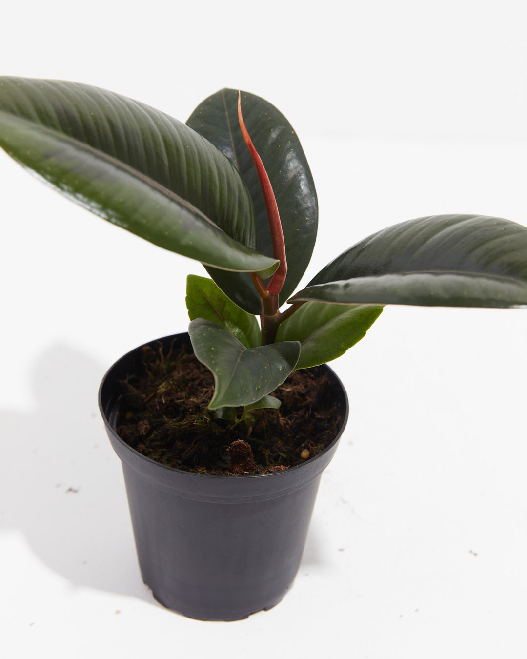 Burgundy Rubber Tree, Lively Root, Plant, , , , 