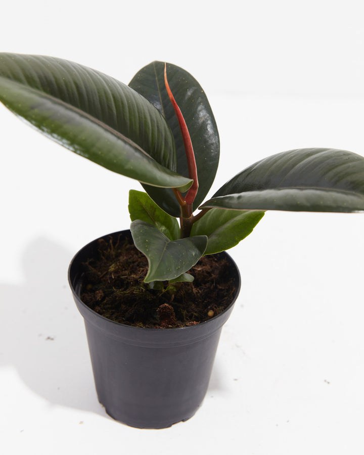 Burgundy Rubber Tree, Lively Root, Plant, , , , 