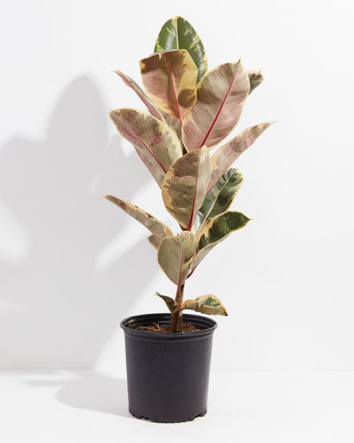 Ficus Tineke Rubber Tree, Lively Root, Plant, Size, Extra Large, , 