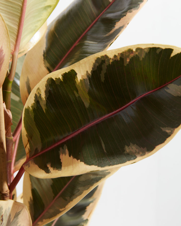 Ficus Tineke Rubber Tree, Lively Root, Plant, , , , 