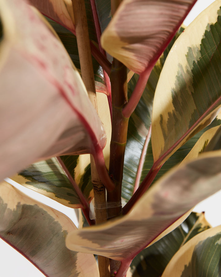 Ficus Tineke Rubber Tree, Lively Root, Plant, , , , 