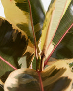 Ficus elastica Tineke Featured Image