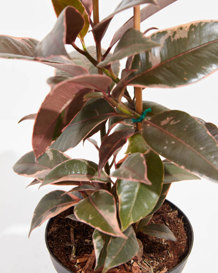 ruby rubber tree price Ficus Elastica Ruby for Sale With Large Options & Care Guide