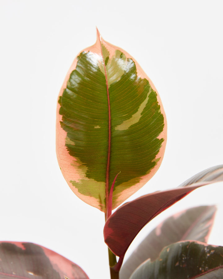 red thing in middle of rubber tree Ficus Elastica Ruby for Sale With Large Options & Care Guide