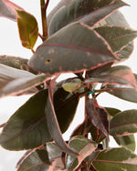 Ruby Rubber Tree Plant Featured Image