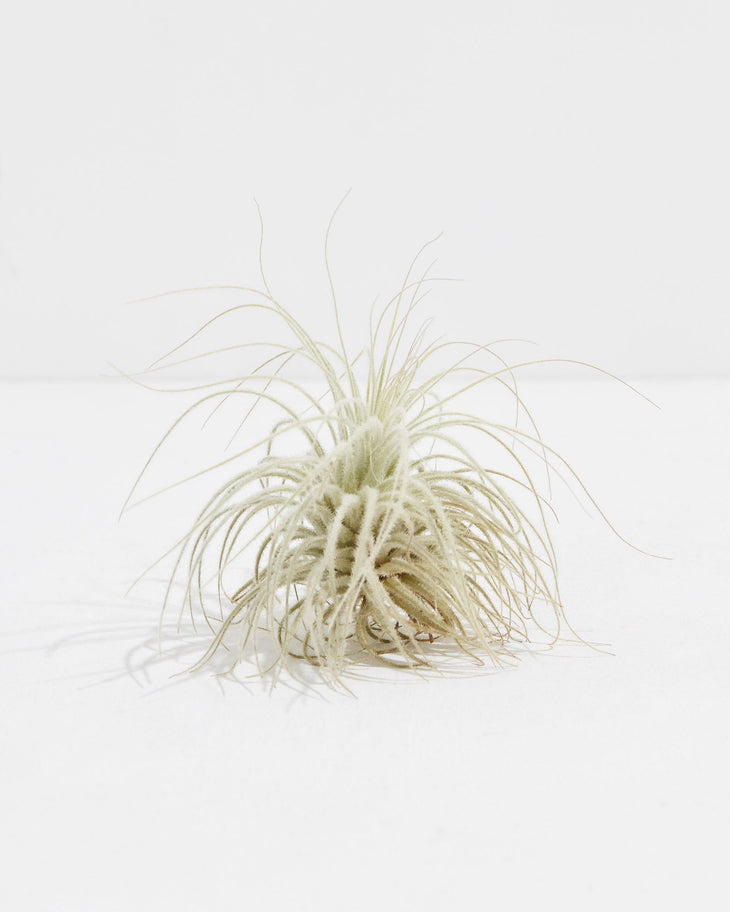 Tectorum Air Plant, Lively Root, Plant, , , , 