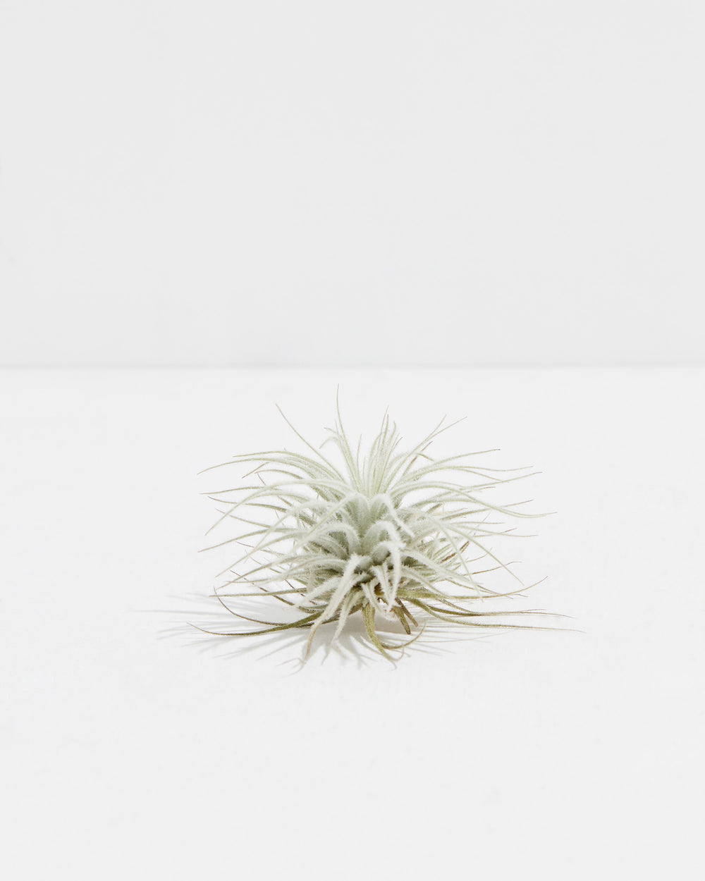 Fuzzball Air Plant, Lively Root, Plant, Size, Medium, , 
