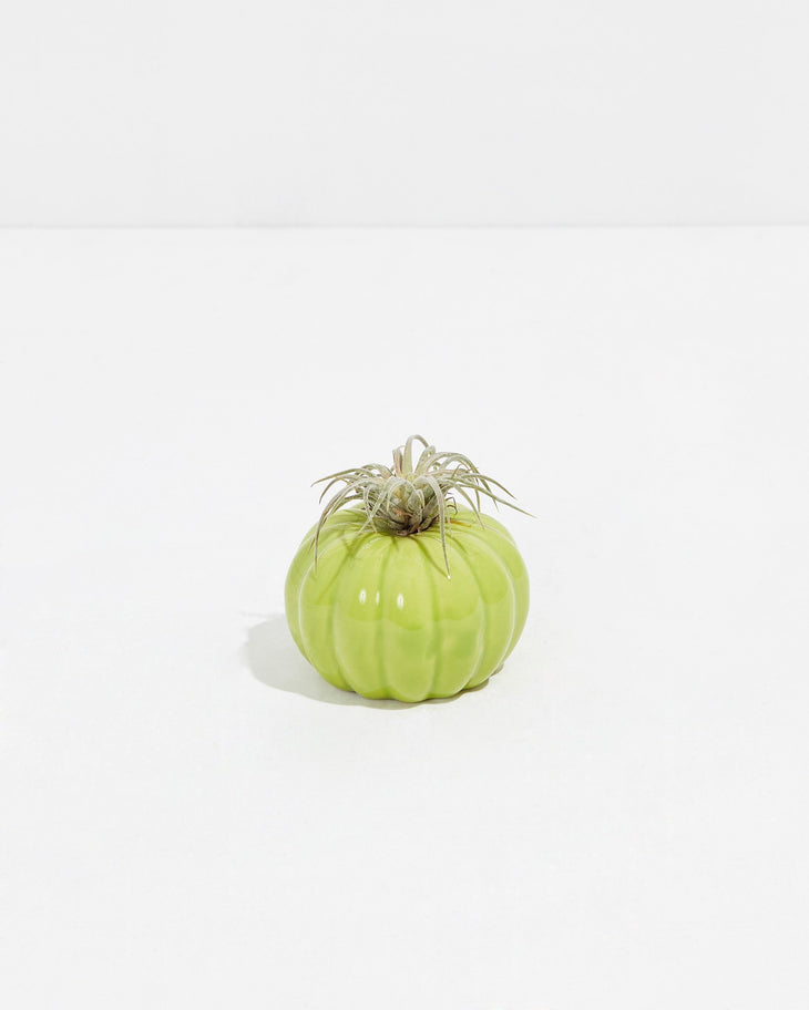 Chartreuse Pumpkin Air Plant - 40% Off, Lively Root, Plant, , , , 