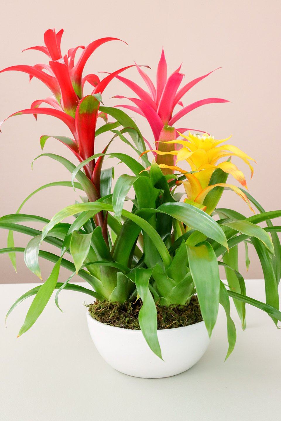 Guzmania Bromeliad Collection, Lively Root, Plant, , , , 