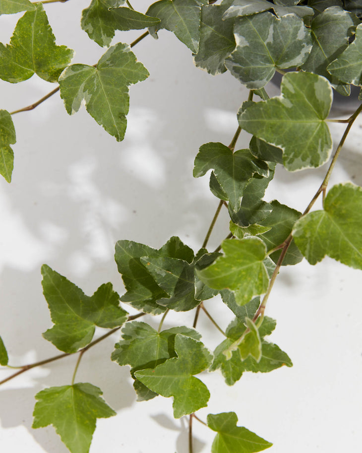 English Ivy Glacier, Lively Root, Plant, , , , 