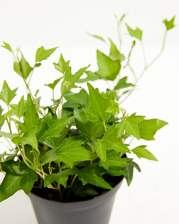 Hedera Ivy Needlepoint, Lively Root, Plant, , , , 