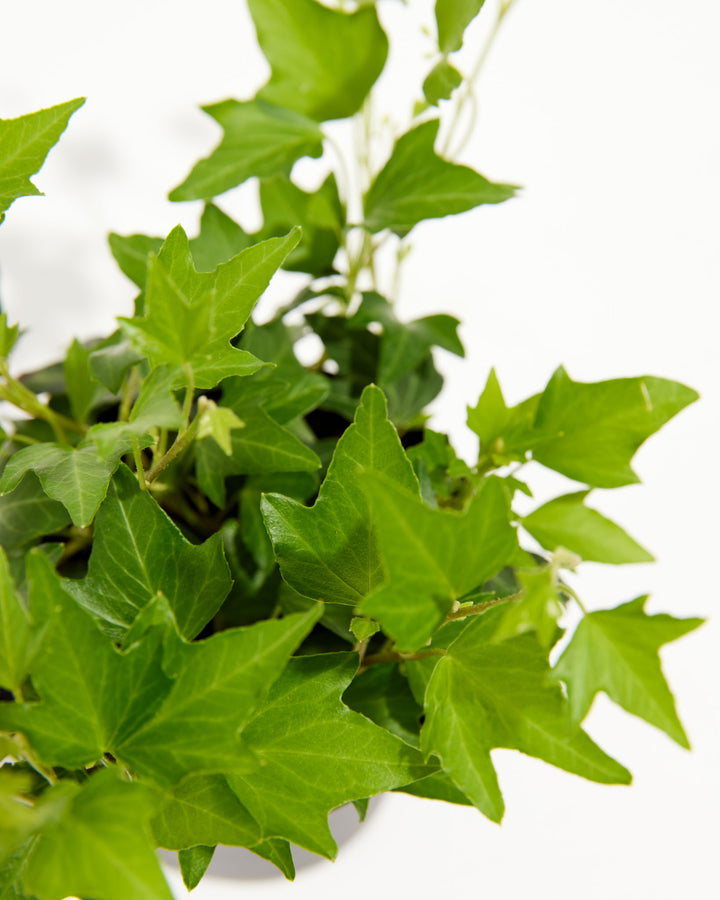 Hedera Ivy Needlepoint, Lively Root, Plant, , , , 