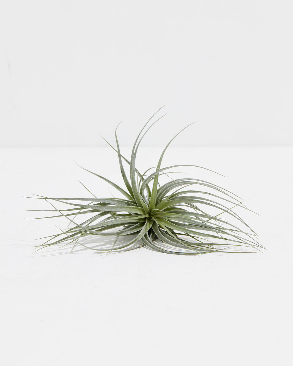 houston purple air plant Tillandsia Houston Air Plant