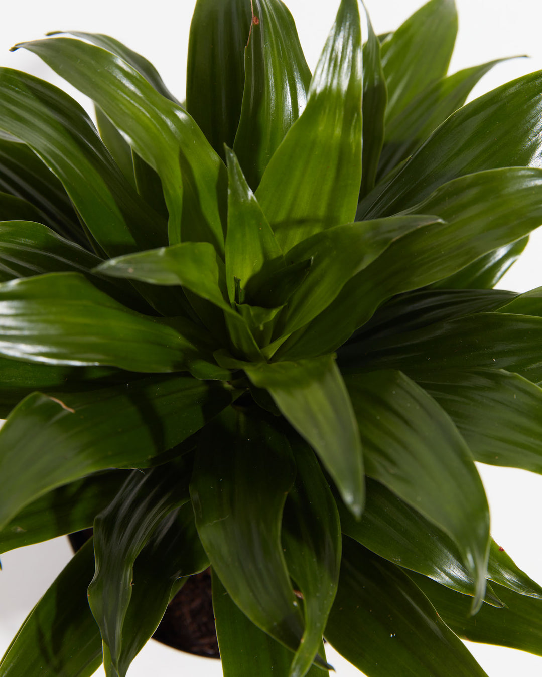 dracaena janet craig pruning Dracaena Janet Craig For Sale, Including Free Care Guide