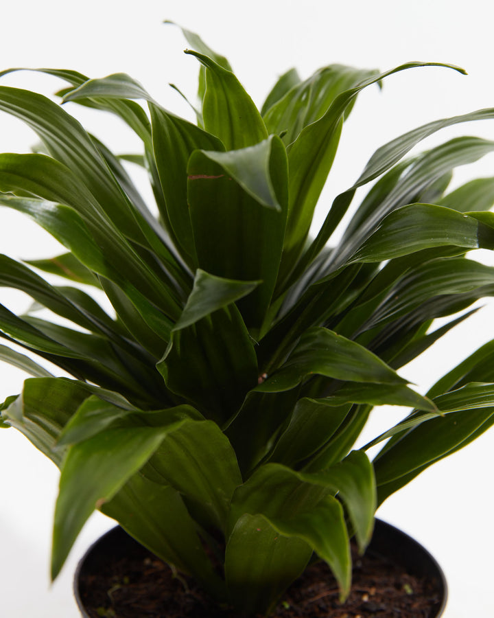 dracaena janet craig pet safe Janet Craig Dragon Plant (Dracaena)