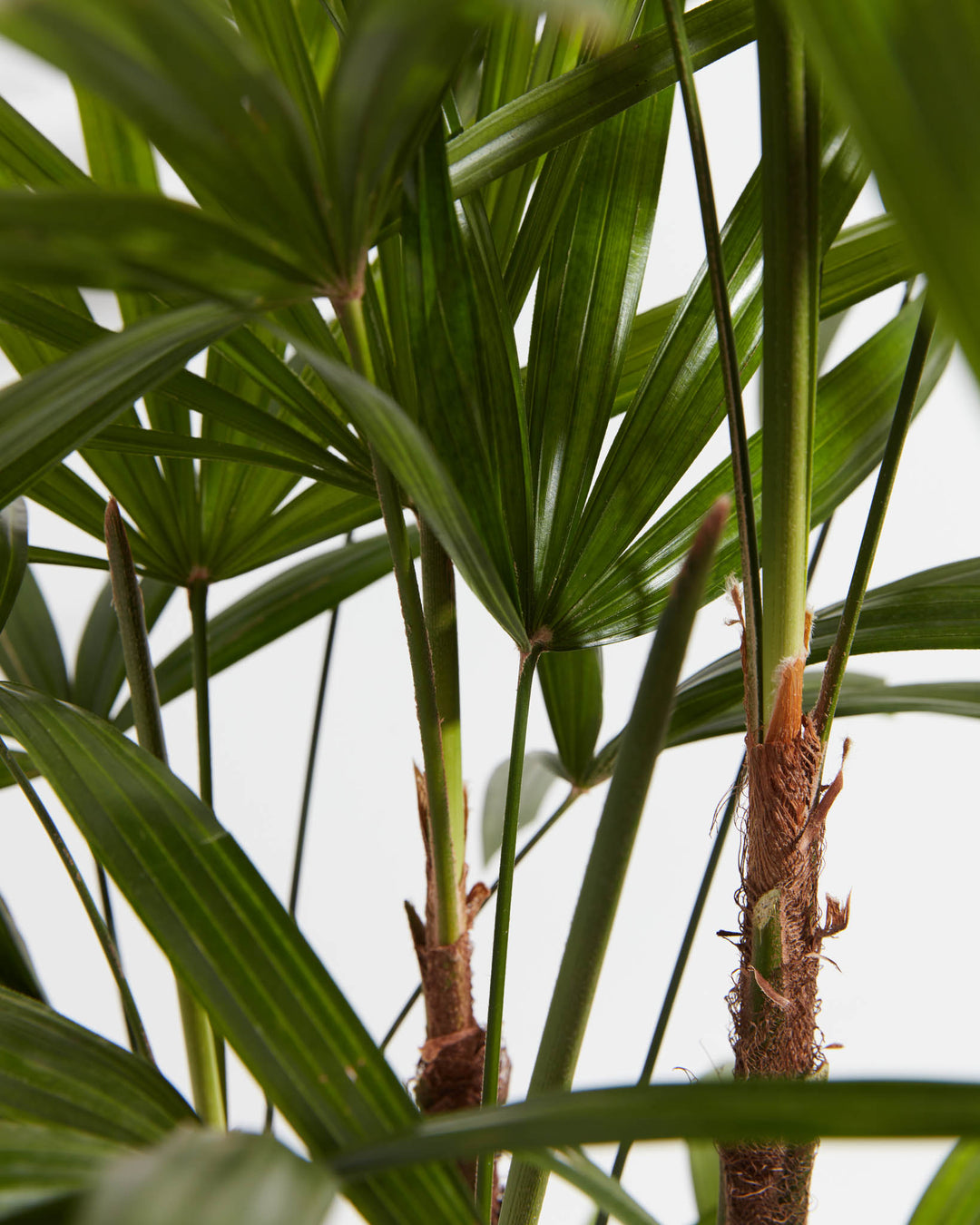 shady palm plant Lady Palm Tree Plant For Sale Including Care Guide