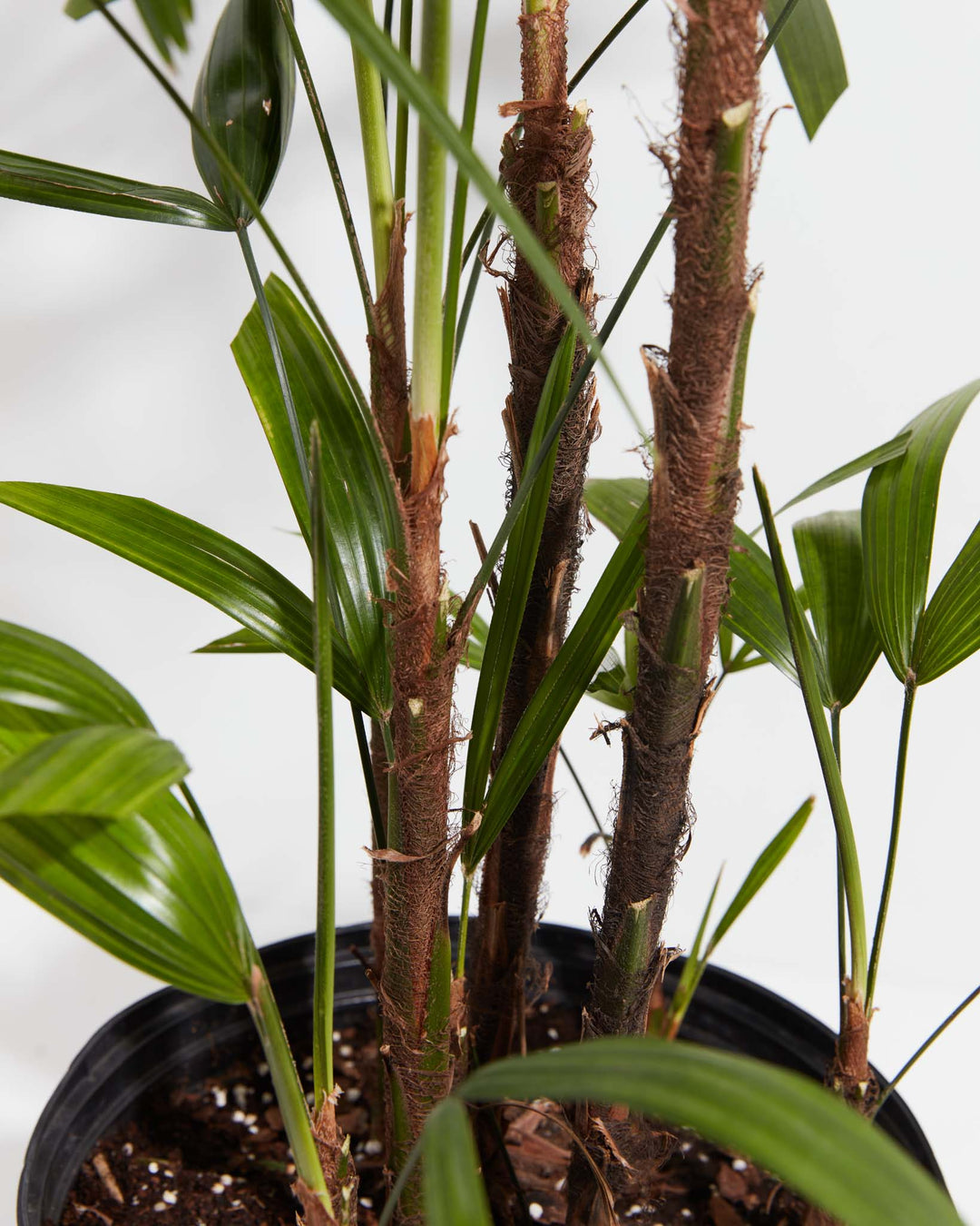 buy lady palm plant Lady Palm Tree Plant For Sale Including Care Guide