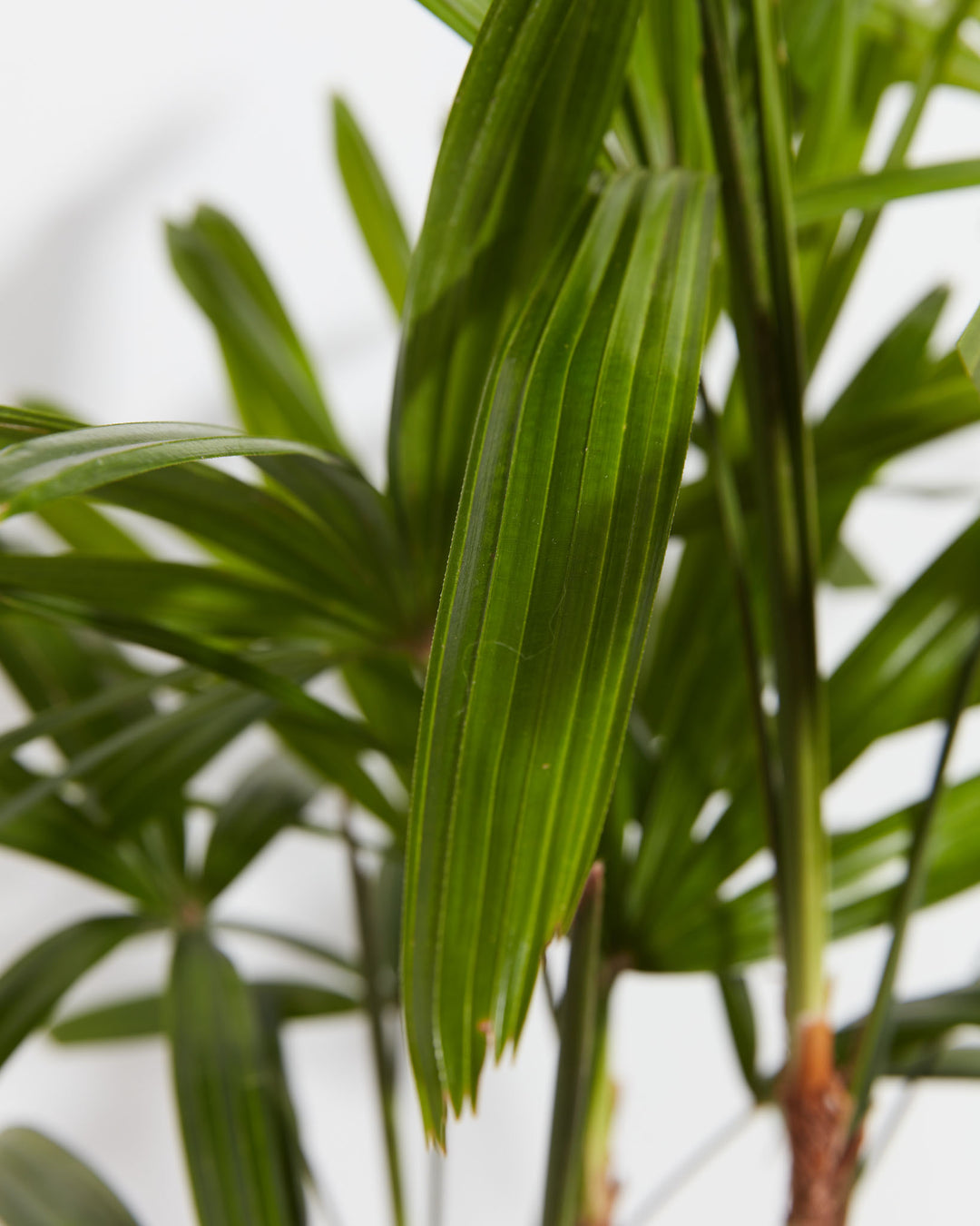 finger palm plant Lady Palm Tree Plant For Sale Including Care Guide
